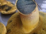 Boletus pseudosulphureus image