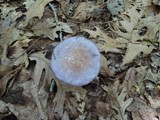 Cortinarius iodes image