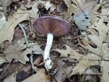 Cortinarius iodes image