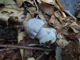 Cortinarius lilacinus image