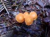 Humidicutis marginata image