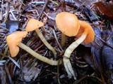Humidicutis marginata var. marginata image
