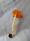 Humidicutis marginata var. marginata image