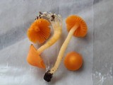 Humidicutis marginata var. marginata image