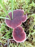 Hydnellum peckii image