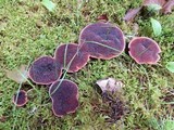 Hydnellum peckii image