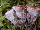Hydnellum peckii image