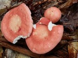 Russula paludosa image