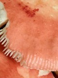Russula paludosa image
