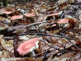 Russula paludosa image