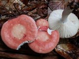 Russula paludosa image