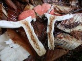 Russula paludosa image