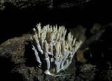 Helminthosphaeria clavariarum image