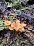 Cantharellus ignicolor image