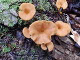 Cantharellus ignicolor image