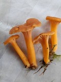 Cantharellus ignicolor image