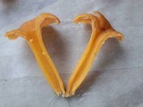 Cantharellus ignicolor image