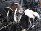 Psathyrella spadiceogrisea image