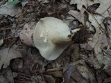 Lactarius argillaceifolius image