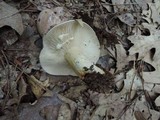 Lactarius argillaceifolius image