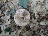 Lactarius argillaceifolius image