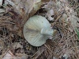 Lactarius chelidonium image