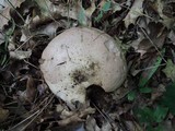 Lactarius argillaceifolius image