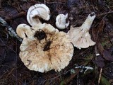 Lactarius deceptivus image