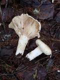 Lactarius deceptivus image