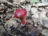 Boletus frostii image