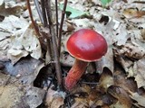 Boletus frostii image