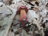 Boletus frostii image