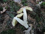 Boletus hortonii image