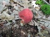 Boletus miniatopallescens image