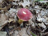 Boletus miniatopallescens image