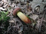 Boletus miniatopallescens image