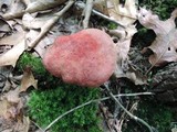 Boletus miniatopallescens image