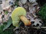 Boletus miniatopallescens image