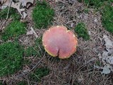 Boletus miniatopallescens image