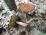 Boletus russellii image