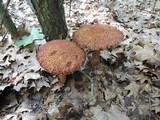 Boletus russellii image