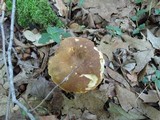 Xanthoconium affine image