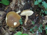 Xanthoconium affine image