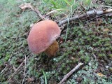 Boletus subcaerulescens image