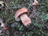 Boletus subcaerulescens image