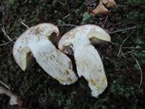 Boletus subcaerulescens image