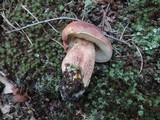 Boletus subcaerulescens image