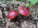 Boletus frostii image