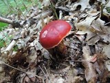 Boletus frostii image