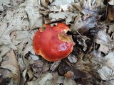 Boletus frostii image